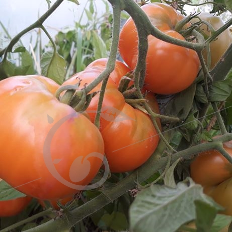graine et semence Tomate summer cider apricot