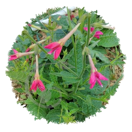 graine et semence Tabac d'ornement Sensation