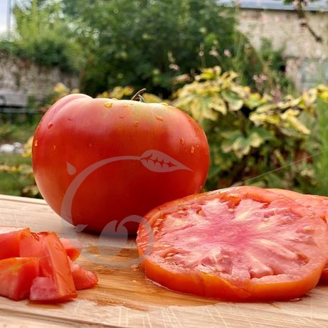 graine et semence Tomates super marmande en mélange