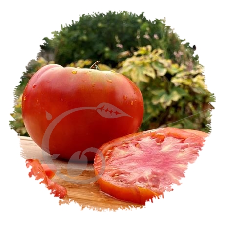 graine et semence Tomates super marmande en mélange