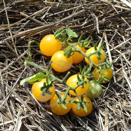 graine et semence Tomate sauvage orange