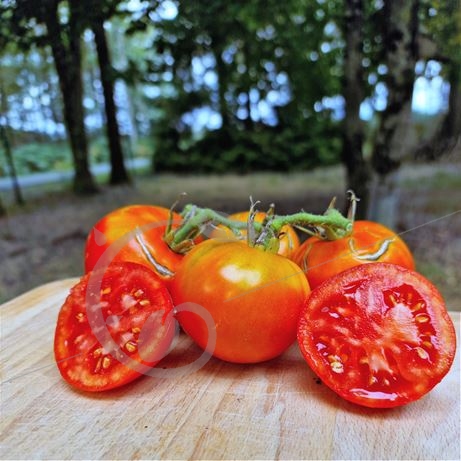 graine et semence Tomate Saint Pierre