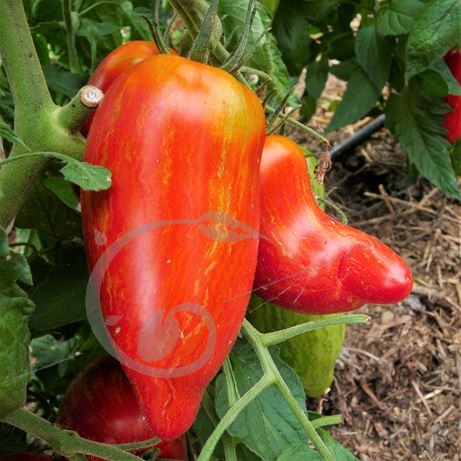graine et semence Tomate striped roman