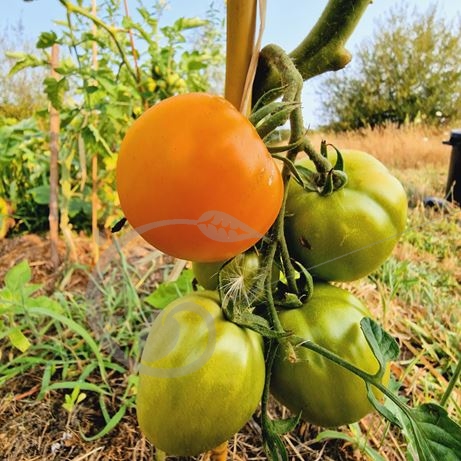 graine et semence Tomate orange Soleil couchant du Vercors