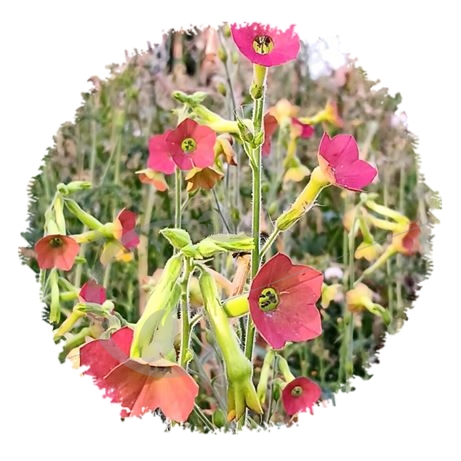 graine et semence Tabac d'ornement Tinkerbell