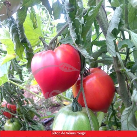 graine et semence Tomates Téton de Vénus en mélange
