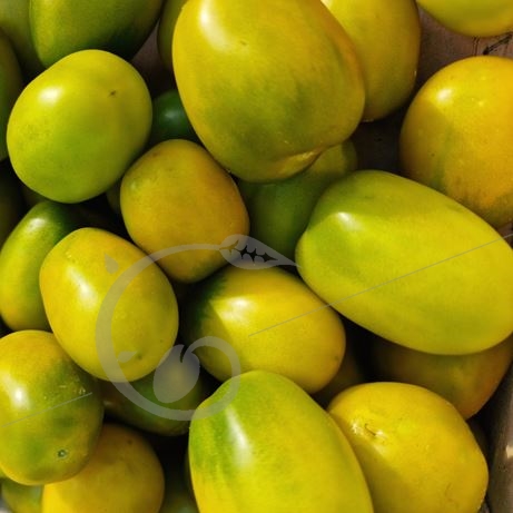 graine et semence Tomate prune verte