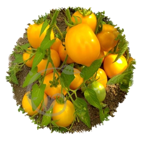 graine et semence Tomate Téton de Vénus jaune
