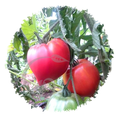 graine et semence Tomate Téton de Vénus rouge