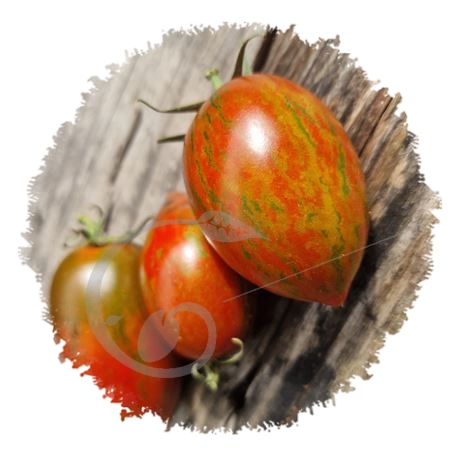 graine et semence Tomate wild tiger