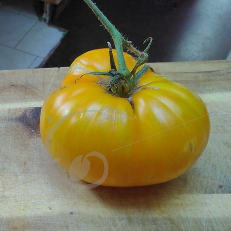 graine et semence Tomate big yellow zebra