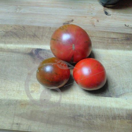 graine et semence Tomate zébranoire en mélange