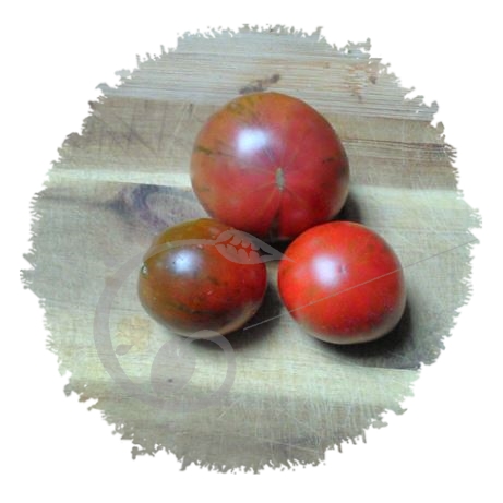 graine et semence Tomate zébranoire en mélange