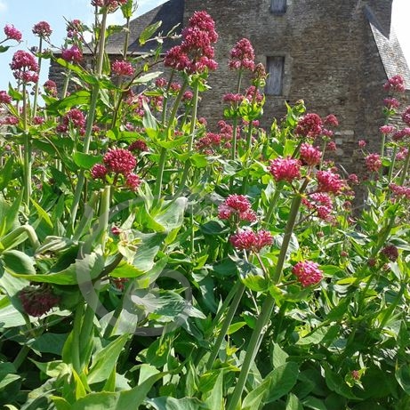 graine et semence Valérianes des jardins en mélange