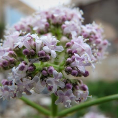 graine et semence Valériane officinale