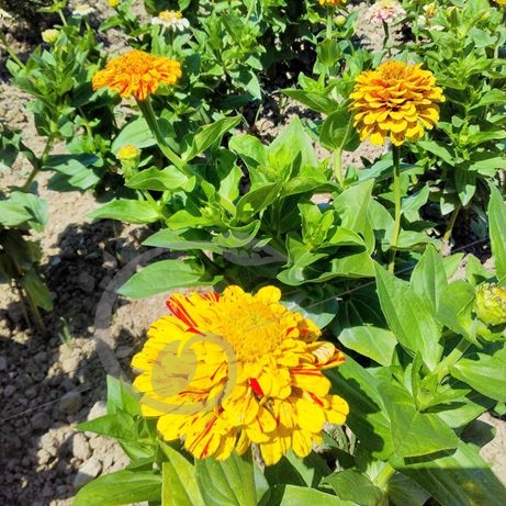 graine et semence Zinnia bicolore bonbon