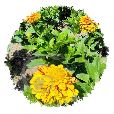 graine et semence Zinnia bicolore bonbon