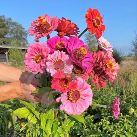 graine et semence Zinnias élégants en mélange