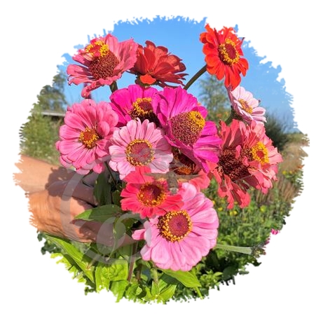 graine et semence Zinnias élégants en mélange