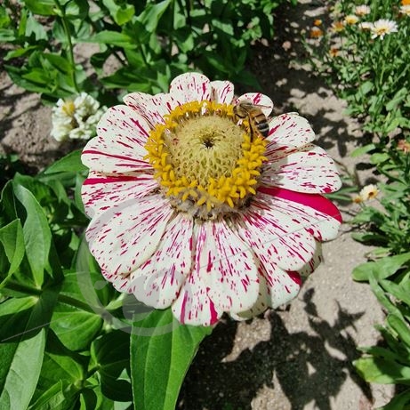 graine et semence Zinnia Peppermint stick