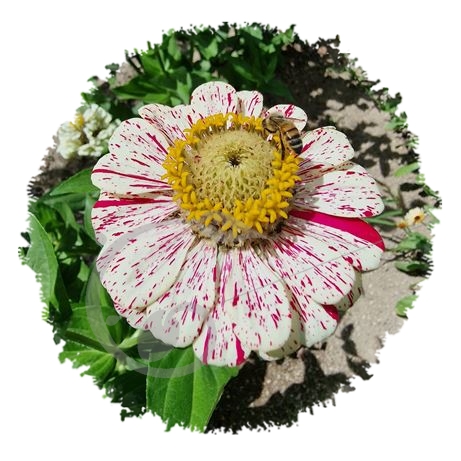 graine et semence Zinnia Peppermint stick