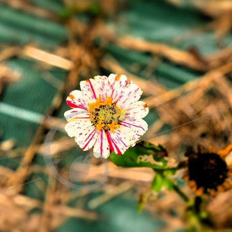 graine et semence Zinnia Pop Art