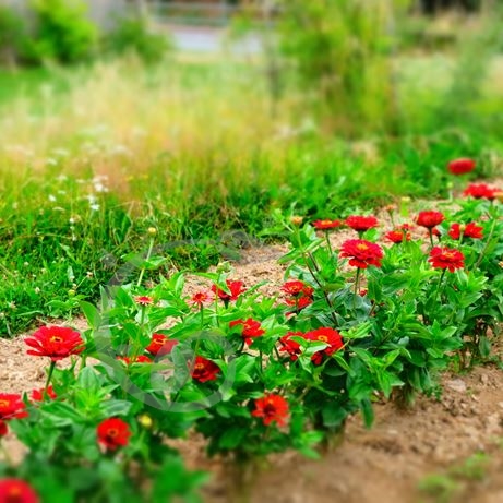 graine et semence Zinnia red scarlet