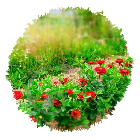 graine et semence Zinnia red scarlet